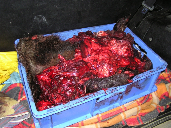 Diviak teda čo som zoškrabal z cesty E 50