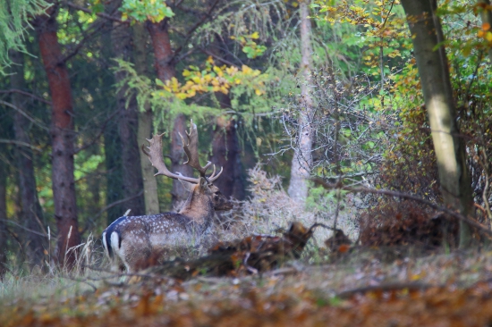 Okoloidúci