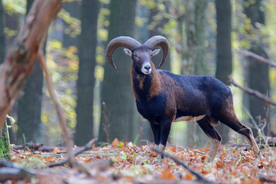 Muflon