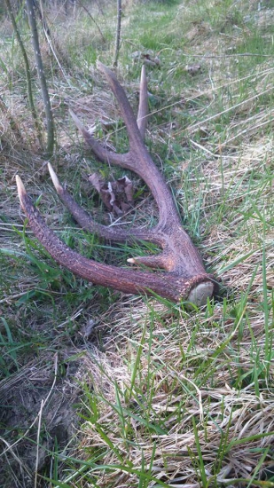 včerajší korunáčik