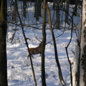 Bol rychlejsi ako môj fotoaparat.