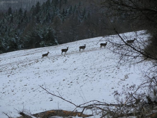 Jelenia zver