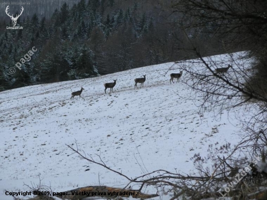 Jelenia zver