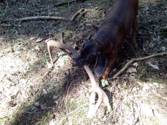 dobra praca farbiara