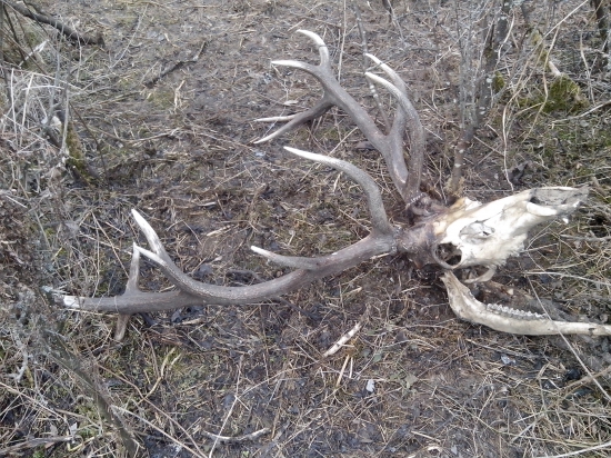 Obeť vlčej hostiny.