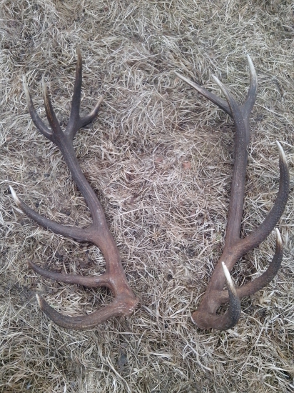 Dnešna para štrnastoraka