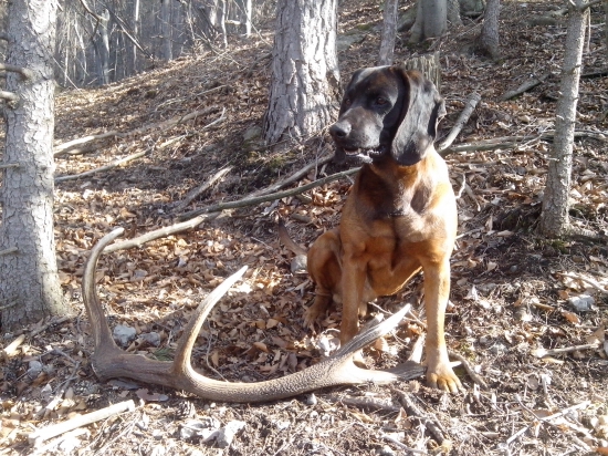 Dnešny dvanastorák