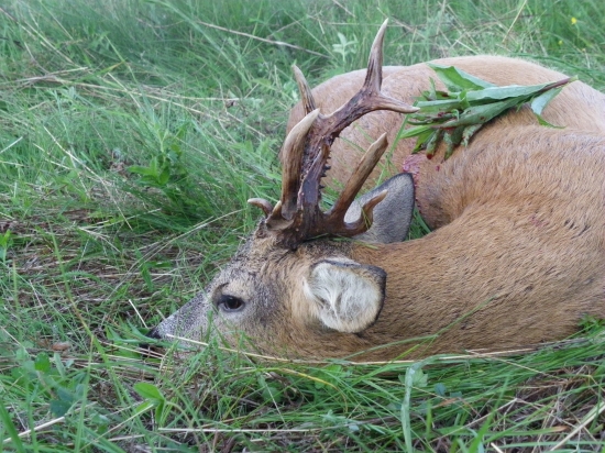 Hračka prírody detail