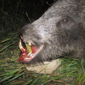 Pozor na tie rany na hlavu ! detail