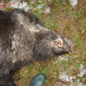 Čo hovoríte na tohto?