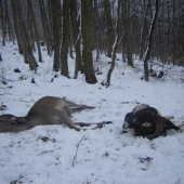 Výsledok mojej  piršovačky