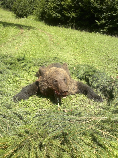 úspešne splnená výnimka na odstrel medveďa hnedého