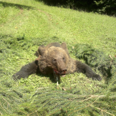 úspešne splnená výnimka na odstrel medveďa hnedého