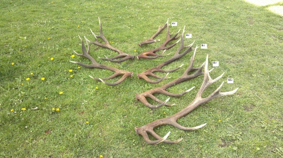 Rast jelenieho parožia