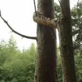 Objatie má liečivý účinok..