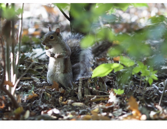 ...ja?! orechy? jake orechy??