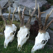 Dalši krasavci dozbierky už doma.