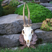 špicer 22cm.