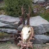 nepravidelny osmacik-510g.