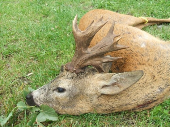 Kamaratov tvrdo vychodeny