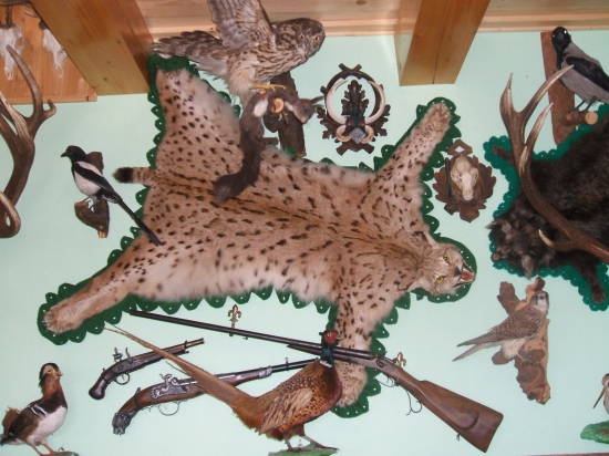 kutik 11 .   26,97b.-123,91b. ocova davnejsia trofej