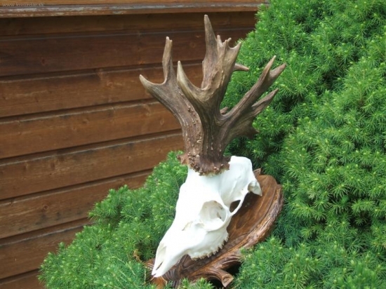 Vytuzeny po preparacii 