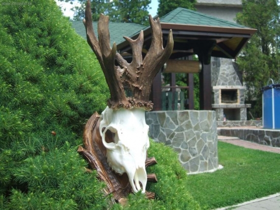 Vytuzeny137,5 b.5r. 16-torak.