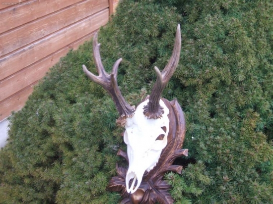 raritka 8  Nepravidelny desatorak.