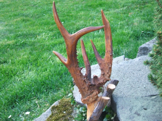 krasna trofej z poriadne zafačenej krčmi.