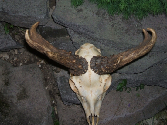 novy do zbierky !  podobny na foto Id.237158