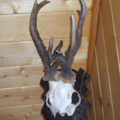 novi v zbierke  zlato uloveny 1999roku 580g.  139,60 cic,