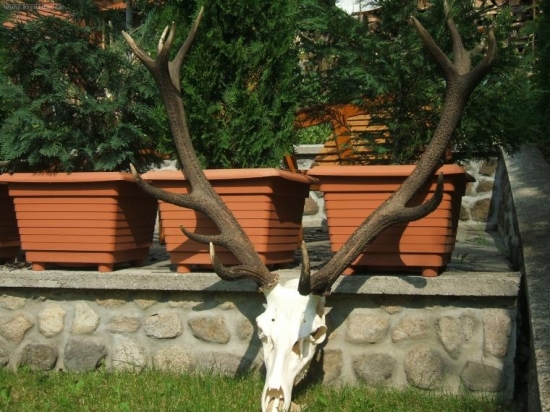 kral Vtacnika po osetreni.