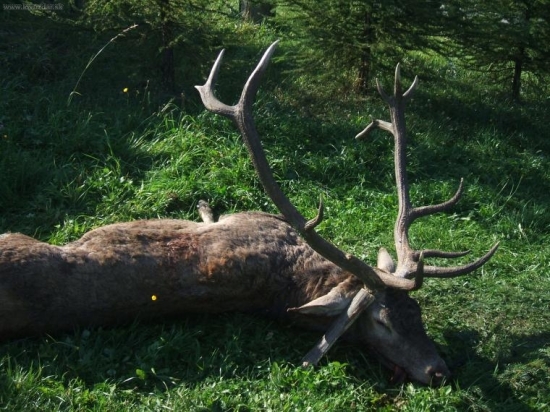 Predsednicke Diana dopriala!