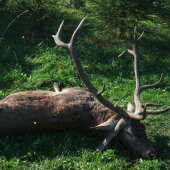 Predsednicke Diana dopriala!