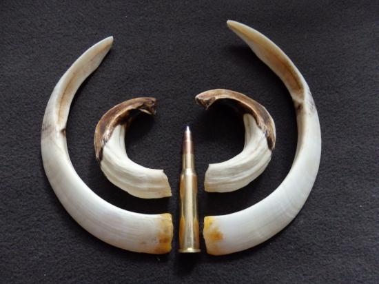 ID.328722 po ošetreni chovatelska Kanianka 113,40 b. Bronz