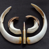 ID.328722 po ošetreni chovatelska Kanianka 113,40 b. Bronz