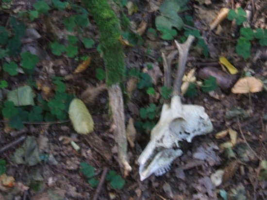 dneskaj namiesto hrybov.