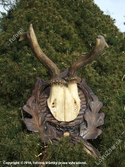 raritka31