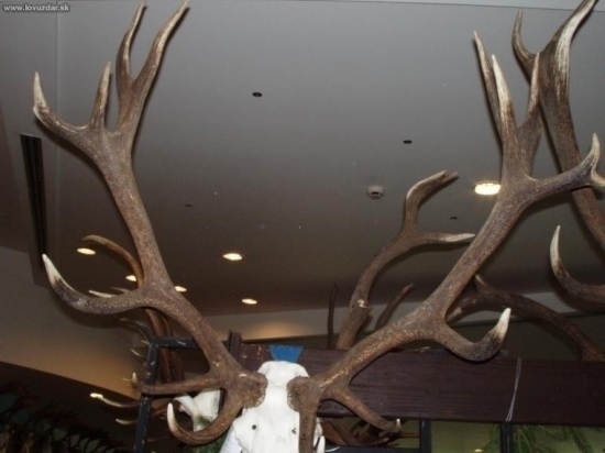 Kanianka 2008 uhyn !  Zhody zneho I.D.5131