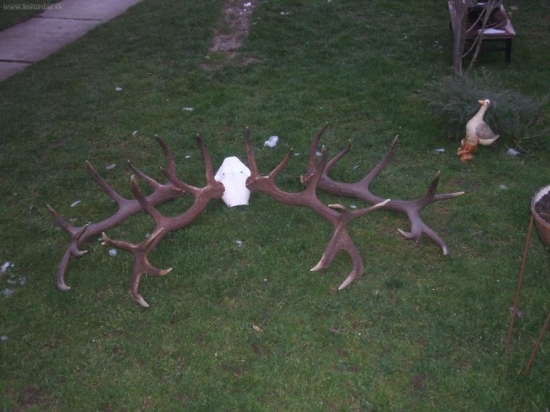 2006-2007-2008 bol v Kanianke ako uhyn.Pozri foto I.D.5127