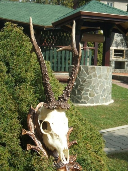 Stych lepsich 25,5cm.