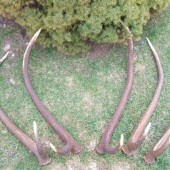 Skodnik 2005,71cm