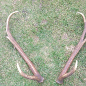 Skodnik?73cm.