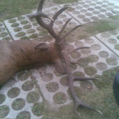Ruja 2008