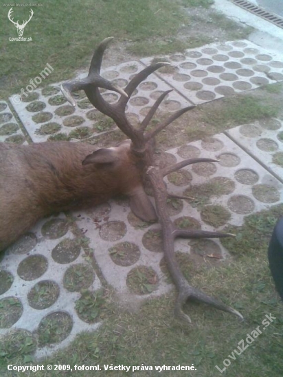 Ruja 2008