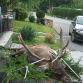 Kamaratov večny osmorak