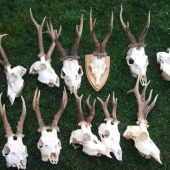 Od kamarata za zhody