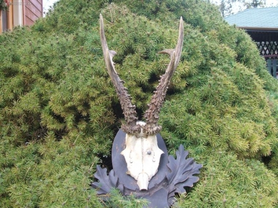 Uloveny 1976 Vlebke mal zarasteny brok.