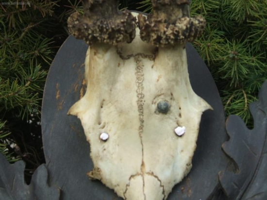 Detail.
