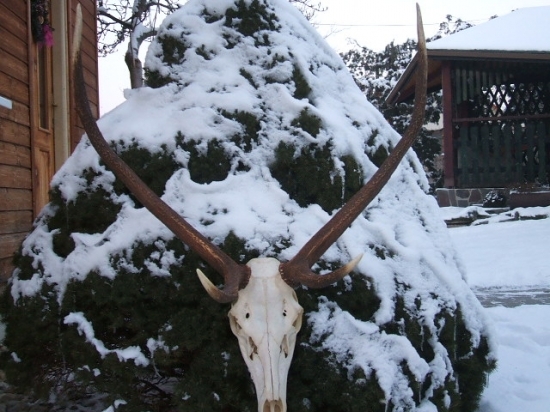 škodnik 82cm.